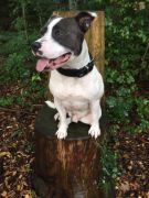 ded56c63-7867-4857-81a9-d9e0163fe118